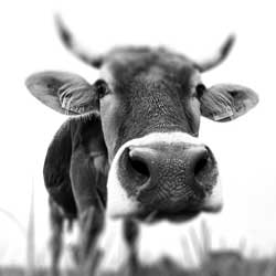 «HÖDLMOSER» -THEATERTRUPPE IL SOGGETTO